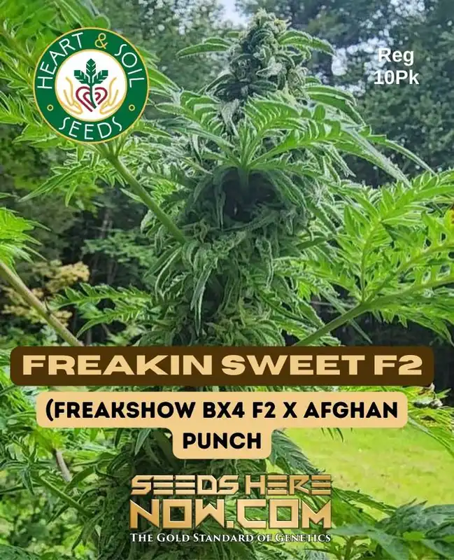 Freakin Sweet F2 cannabis seeds by Heart & Soil Seeds, indica-dominant hybrid with sweet and earthy aromas