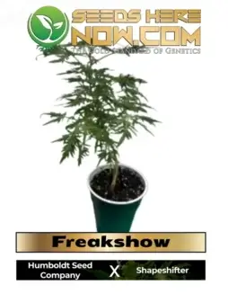 Unique Freakshow cannabis plant by Dunn Deal Clones with feather(space)duster(space)like leaves