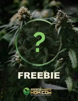 Assorted cannabis seeds package with additional eight gifts for orders over $900