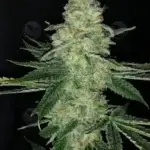 FreeBird (Regular) - Dominion Seed Company