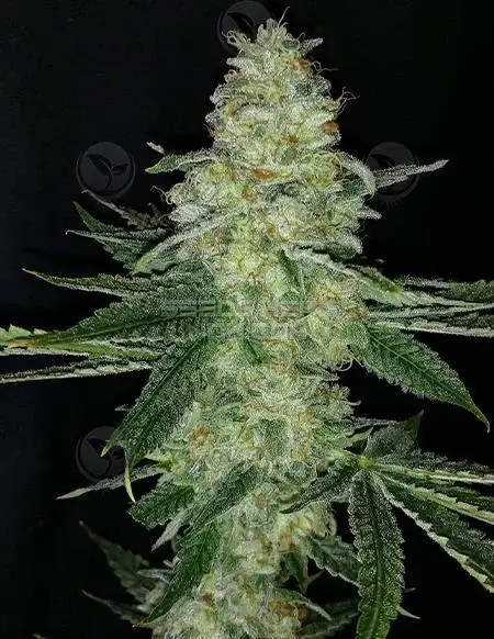 FreeBird Regular Seeds by Dominion Seed Company - Headband x Screaming Eagle Hybrid