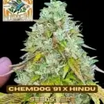 Freeborn Selections - Chemdog '91 x Hindu (Feminized)