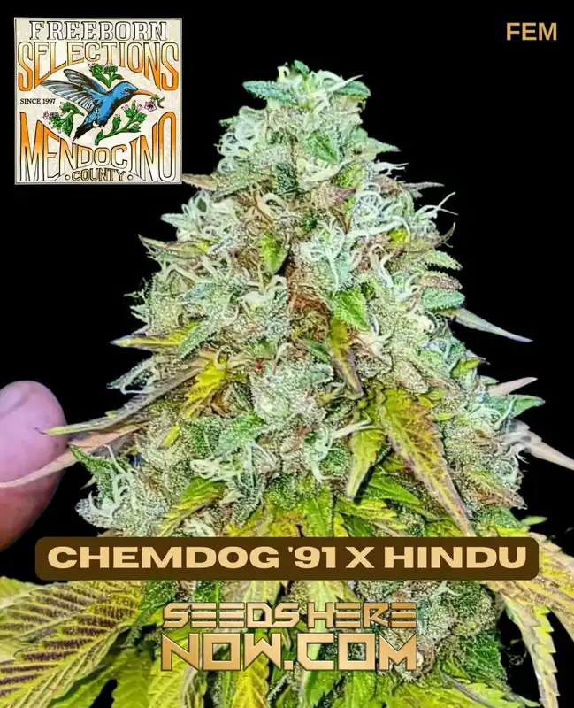 Pack of 10 Freeborn Selections Chemdog '91 x Hindu feminized cannabis seeds