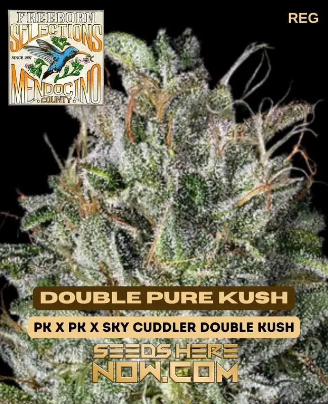 Double Pure Kush cannabis seeds by Freeborn Selections, 10-pack, high THC content and resin production