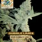 Freeborn Selections - Dubble Limes (Regular)