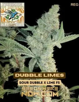 Dubble Limes Cannabis Seeds Pack (space) Freeborn Selections