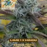 Freeborn Selections - Lime 1 x Hindu (Feminized)