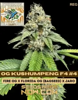 OG Kushumpeng F4 #4 cannabis seeds by Freeborn Selections featuring high THC, dense trichome(space)rich buds, and OG genetics.