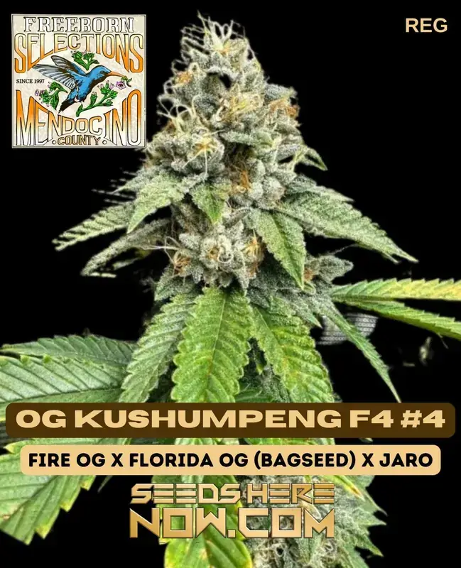 OG Kushumpeng F4 #4 cannabis seeds by Freeborn Selections featuring high THC, dense trichome-rich buds, and OG genetics.
