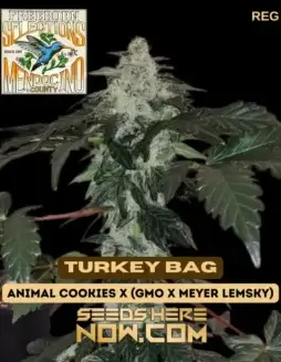 Packaging image of Freeborn Selections Turkey Bag (space) 12 cannabis seeds, showcasing the vibrant, resinous buds