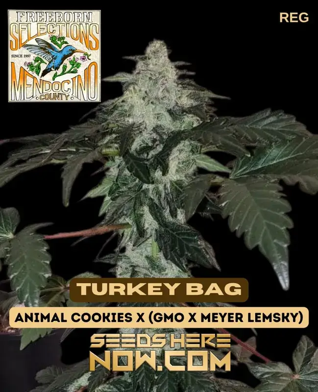 Packaging image of Freeborn Selections Turkey Bag - 12 cannabis seeds, showcasing the vibrant, resinous buds