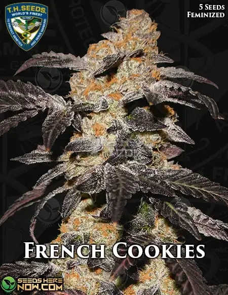 French Cookies cannabis seeds by T.H. Seeds, a feminized strain derived from Platinum Girl Scout Cookies.