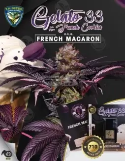 French Macaron Cannabis Seeds by T.H. Seeds, feminized seeds with a high THC content and flavors of sweet vanilla and creamy butter.