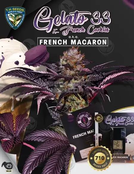 French Macaron Cannabis Seeds by T.H. Seeds, feminized seeds with a high THC content and flavors of sweet vanilla and creamy butter.