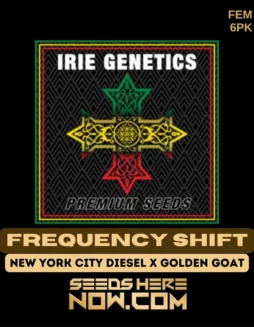 Pack of Frequency Shift Feminized Cannabis Seeds by Irie Genetics