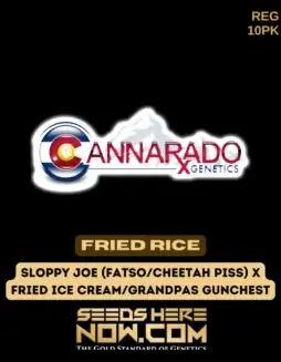 Fried Rice Regular Cannabis Seeds from Cannarado Genetics featuring hybrid strain with savory and nutty flavors