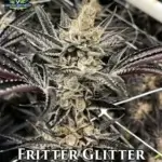 Fritter Glitter (Feminized) - Exotic Genetix