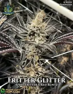 Fritter Glitter seeds, feminized version, featuring a blend of Apple Fritter and Red Runtz strains