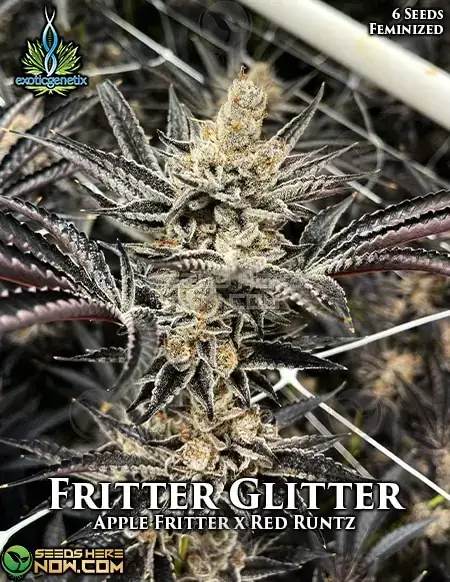Fritter Glitter seeds, feminized version, featuring a blend of Apple Fritter and Red Runtz strains