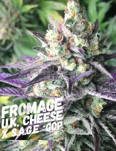 Packaging of Fromage Regular Cannabis Seeds by S.A.G.E.masta Select