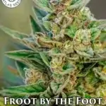 Froot by the Foot (Autoflower) - Atlas Seeds