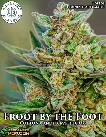 Froot by the Foot Autoflower Cannabis Seeds by Atlas Seeds featuring Citrus, Berry, and Sweet Candy flavors