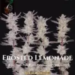 Frosted Lemonade (Regular) - Green Fire Genetics