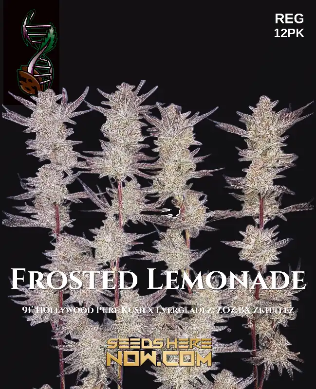 Frosted Lemonade cannabis seeds by Green Fire Genetics, featuring 91 Hollywood Pure Kush x Evergladez lineage