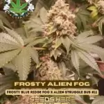 Frosty Alien Fog (Feminized) - Eazy Daze Cultivators
