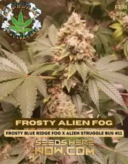 Frosty Alien Fog (space) Hybrid cannabis strain with citrus and pine flavors