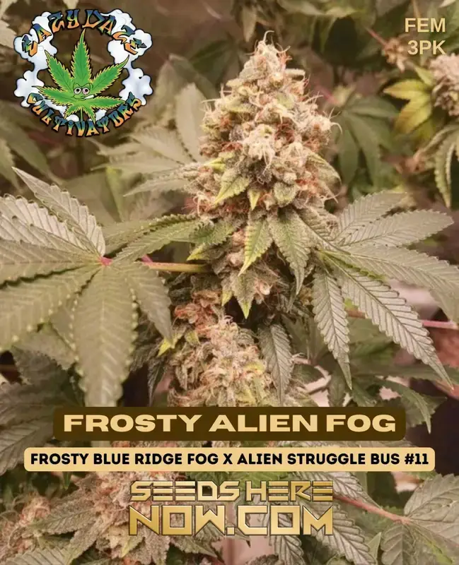 Frosty Alien Fog - Hybrid cannabis strain with citrus and pine flavors