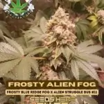 Frosty Alien Fog (Feminized) - Eazy Daze Cultivators
