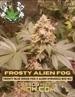 Frosty Alien Fog cannabis seeds, high THC hybrid by Eazy Daze Cultivators