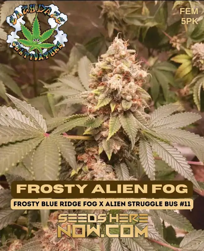 Frosty Alien Fog cannabis seeds, high THC hybrid by Eazy Daze Cultivators
