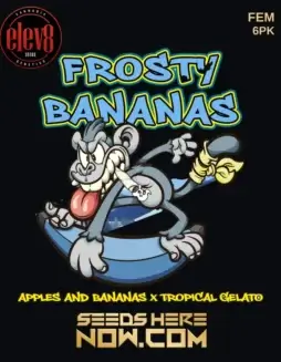 Frosty Bananas Cannabis Seeds (space) Feminized strain by Elev8 Seeds, featuring high THC and tropical flavors