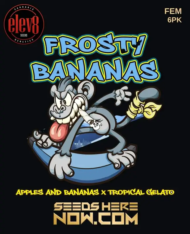 Frosty Bananas Cannabis Seeds - Feminized strain by Elev8 Seeds, featuring high THC and tropical flavors