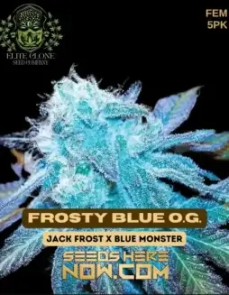 Close(space)up of Frosty Blue OG S1 feminized cannabis seeds in a jar, showcasing dense trichomes and vibrant hues