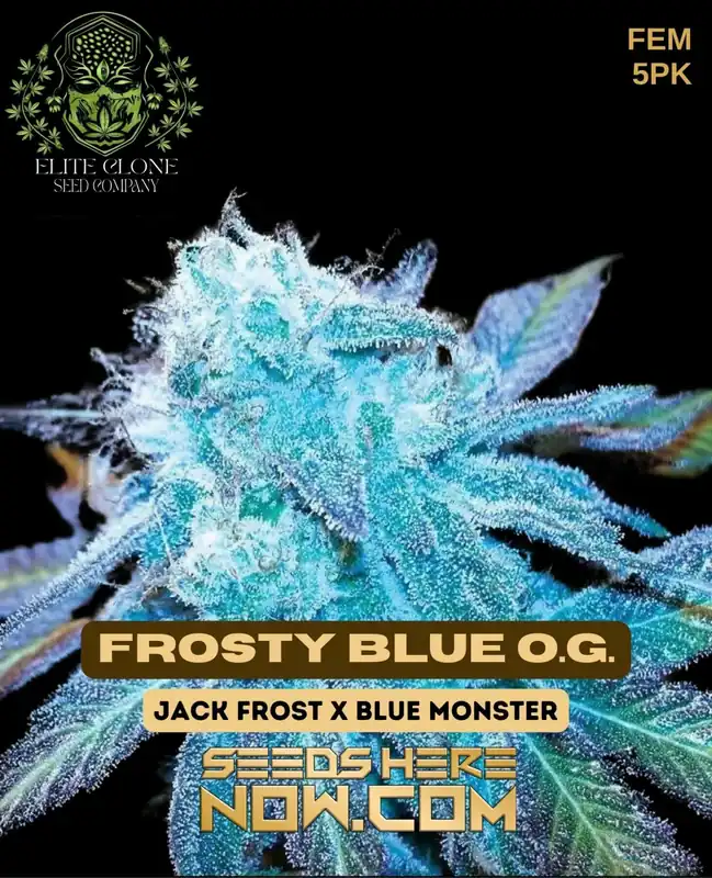 Close-up of Frosty Blue OG S1 feminized cannabis seeds in a jar, showcasing dense trichomes and vibrant hues