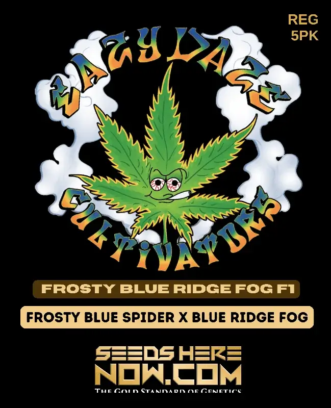 Frosty Blue Ridge Fog regular cannabis seeds, a hybrid strain with pine and citrus aroma