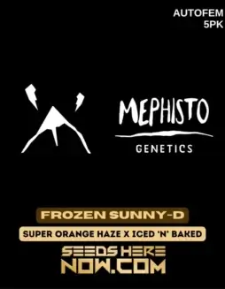 Frozen Sunny(space)D Cannabis Seeds (space) A Hybrid Autoflower Strain by Mephisto Genetics