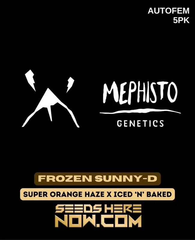 Frozen Sunny-D Cannabis Seeds - A Hybrid Autoflower Strain by Mephisto Genetics