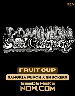 Fruit Cup Feminized Seeds featuring genetics from Sangria Punch and Smuckers, perfect for intermediate growers