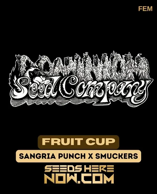 Fruit Cup Feminized Seeds featuring genetics from Sangria Punch and Smuckers, perfect for intermediate growers