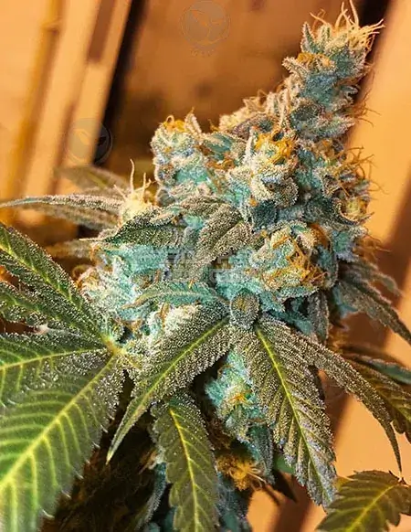 Fruit Pie Cannabis Seeds by Green Team Genetics featuring cherry, apple, and sweet cream flavors