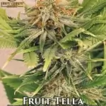 Fruit - Tella (Regular) - Best Coast Genetics