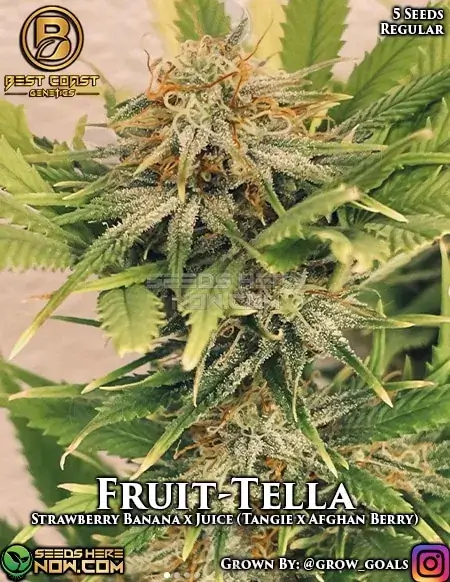 Fruit-Tella Regular Seeds - Hybrid Strain with Strawberry Banana and Juice Juice Lineage