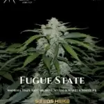 Fugue State (Autoflower) - Mephisto Genetics