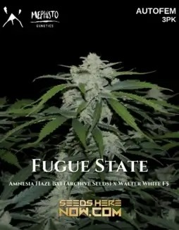 Fugue State Autoflower seeds pack by Mephisto Genetics featuring Amnesia Haze BX1 and Walter White F5 genetics