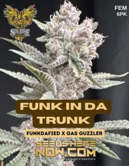 Feminized Funk In Da Trunk cannabis seeds by Solfire Gardens, featuring buds with funky gas and earthy spice aroma