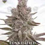 Funkdafied (Feminized) - Solfire Gardens
